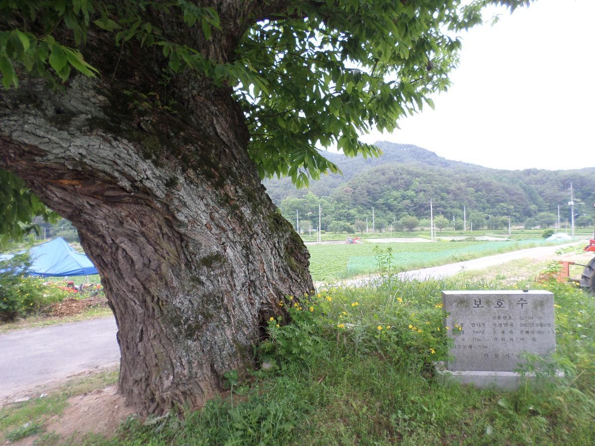 Ongye Jongtaek Hotel Andong Luaran gambar